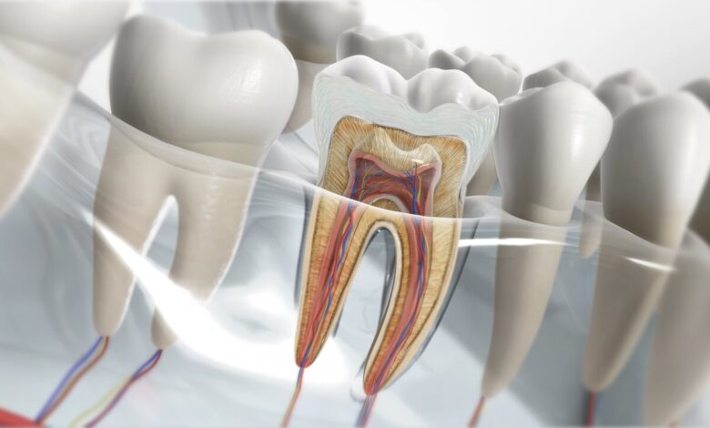 آناتومی دندان