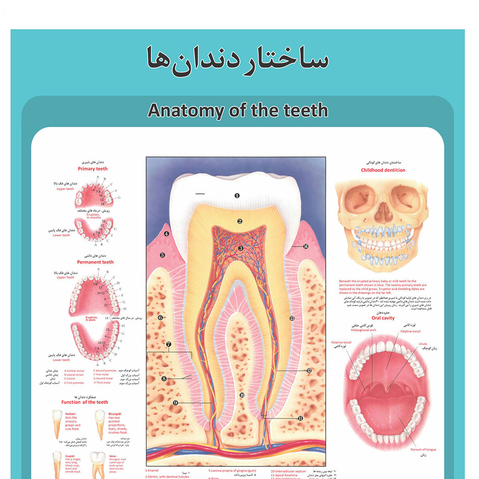 دندان1