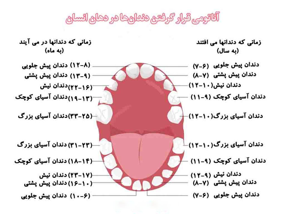 آناتومی دندان و اجزای آن