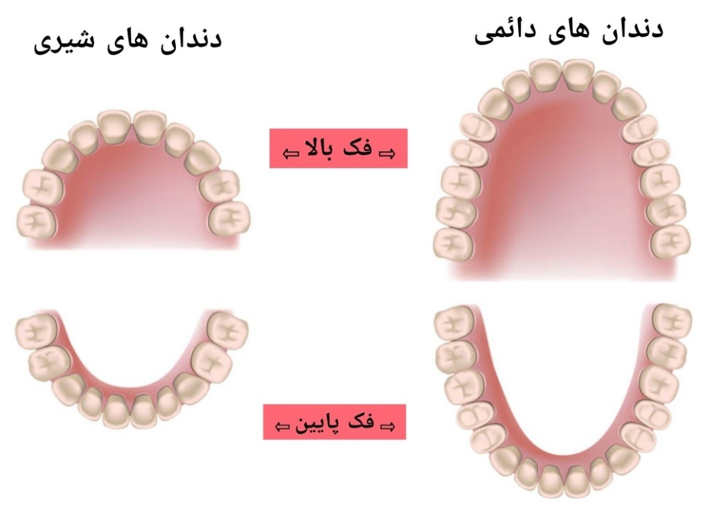 ترتیب دندان شیری 
